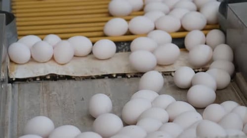 Eggs Sorted In Egg Factory