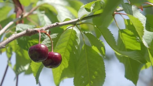 Reife Kirschen hängen an einem Baum