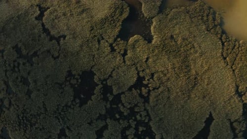 Top-down aerial shot of wetlands, water and forests