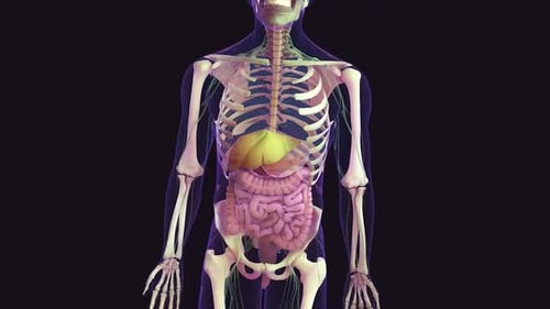 3D Human Torso Anatomy with Digestive System and Skeleton