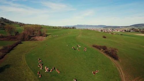 Herd of cows grazing on green hill