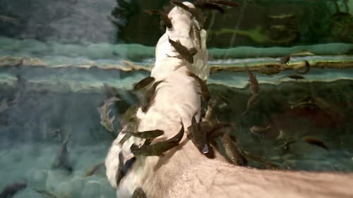 Garra Rufa Fische schwimmen im Wasser und machen die Pediküre am Fuß eines Mannes, Nahaufnahme, 4K