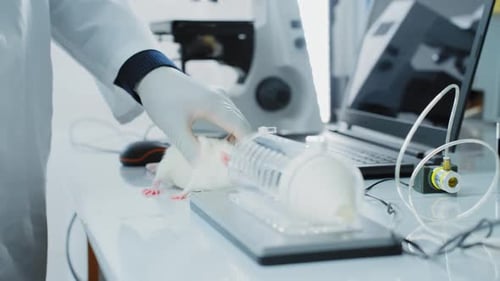 Scientist places lab rat into testing cylinder
