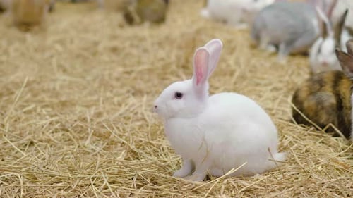 Fluffy Rabbits Gather in Straw-Filled Rural Setting