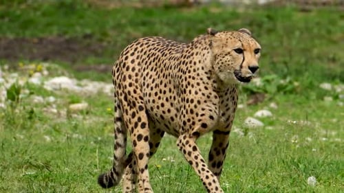 Elegant Cheetah Walking on Grass in Natural Setting