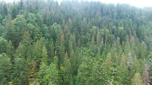 Wide Shot Panning in Evergreen Coniferous Forest on Hills of Carpathian Mountains Aerial View of