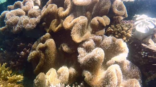 4k video footage of coral along an underwater seabed