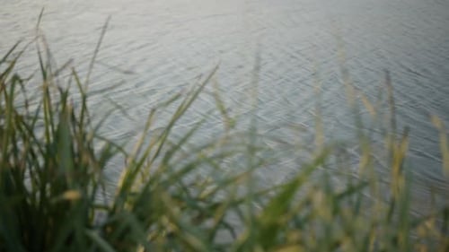 Plan au
ralenti montrant de petites vagues à la surface de l'eau avec des herbes hautes floues.
