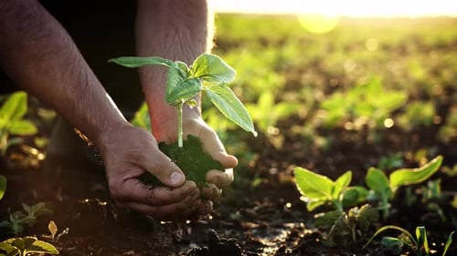 Closeup of Hands an Agronomist Who Planting Young Tree with Green Leaves in Ground