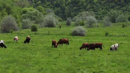 Luftaufnahme von Kühen, die Gras in einer Schlucht von River Raut in Moldawien fressen