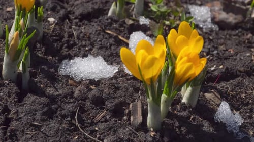 Timelapse of Crocuses Blooming in Spring