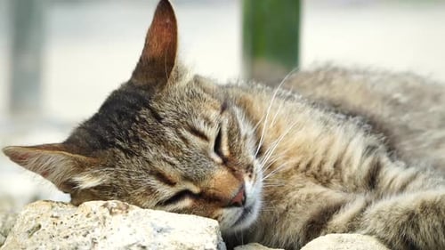 A Cute Happy Grey Tabby Kitten Lies and Rests on the Floor of the Park in the Rays of Sunlight Looks