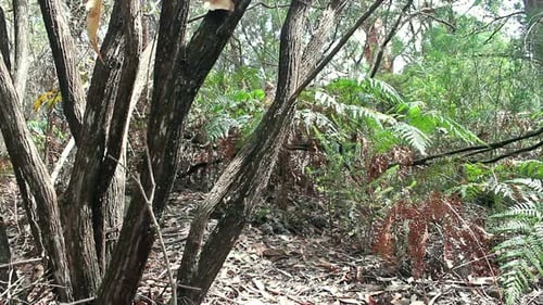 Forêt tropicale ensoleillée rétroéclairée