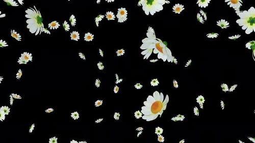 Falling White Daisy Flowers Overlay
