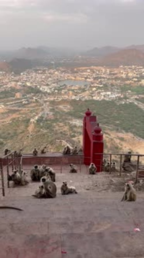 Singes Langur surplombant une ville indienne