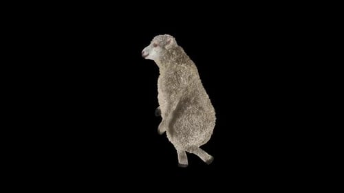 Playful 3D Sheep Dancing Character Animation