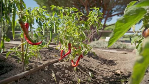 The Fruits of Biological Pure Red Pepper Paprika Grows in the Garden in the Garden in the Ground