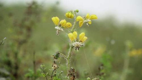Closeup shot of a stalk of daisy with morning dew and web, Lomas de Manzano, Pachacamac, Lima, Peru