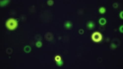 Green Glowing Circles Abstract Bokeh Lights Background Rings Dark
