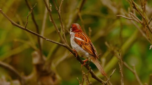Close-up of a sparrow perched on a branch in Peru’s serene natural setting