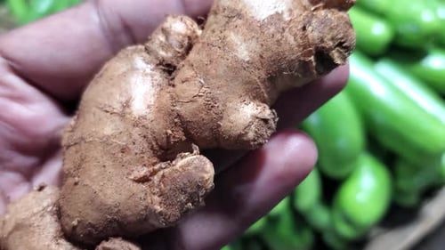 Pile of ginger in market for sale. closeup ginger on touch hand.