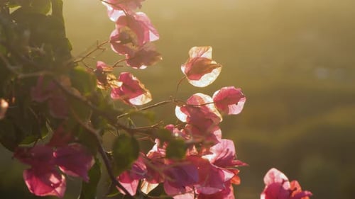 Afternoon sunlight hitting pink Bougainvillea flowers in front of blurred background