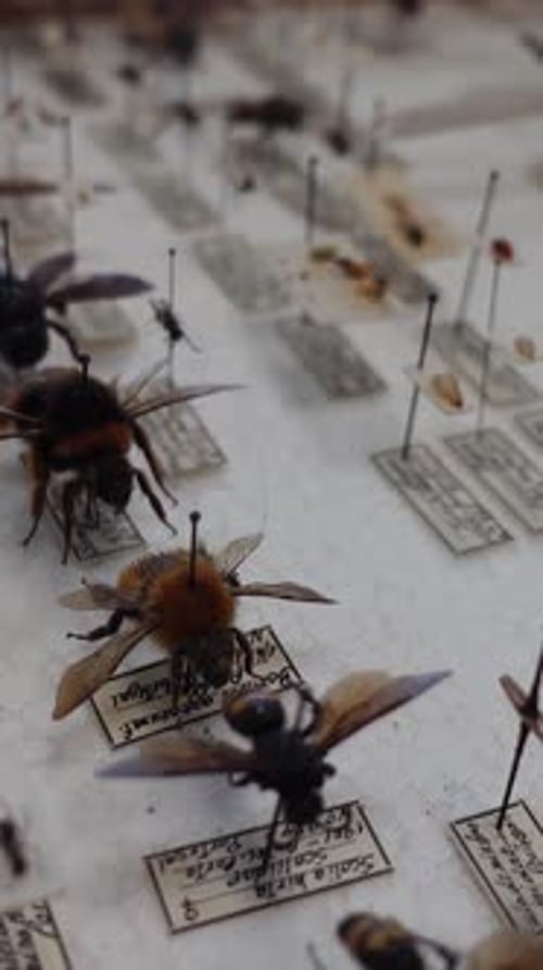 Vertical Video of Insect Collection 10