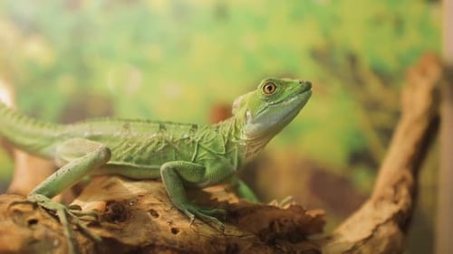Exotic Green Iguana Resting on Branch of Tree in Zoo Animal and Reptile Concept