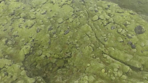 Aerial View of Eldhraun Lava Field, Iceland, Flying with Drone Above Mossy Geological Lava Flows