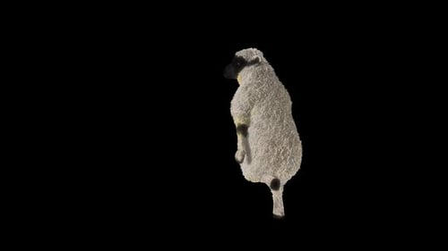 Animated 3D Sheep Standing and Dancing Loop