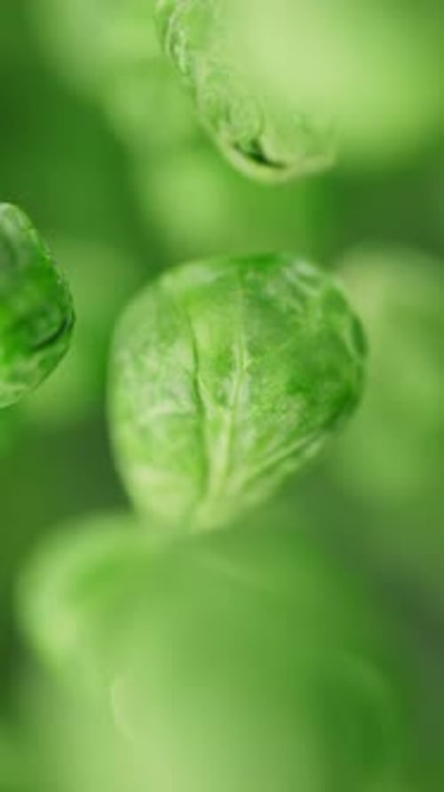 Animation of a group of brussels sprouts. Defocus. Close-up.