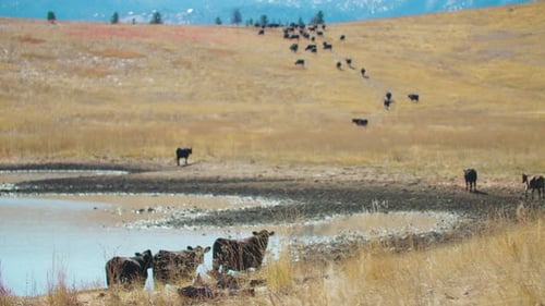 Cattle Herd Walking up a Hill Next to a Reservoir, Line of Cows Walking up a Hill
