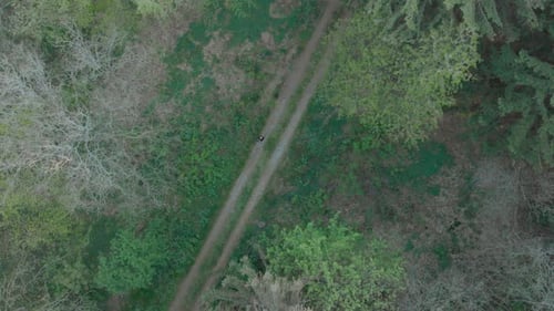 Aerial top down push in on trail road diagonally through pinewood forest man centered flying drone w