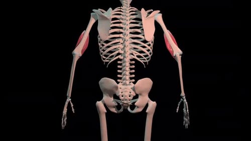 Brachialis Muscles Full Rotation Loop