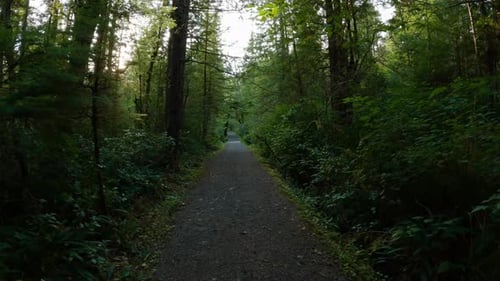 Scenic Hiking Trail in the Rainforest with Vibrant Green Trees