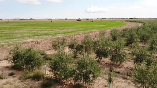 Vista aérea da fazenda de oliveiras na Espanha