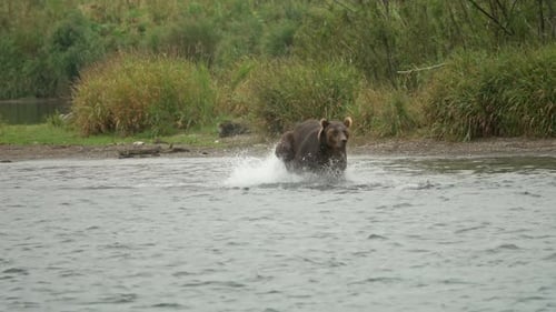 Brown Bear Splashing and Walking in River