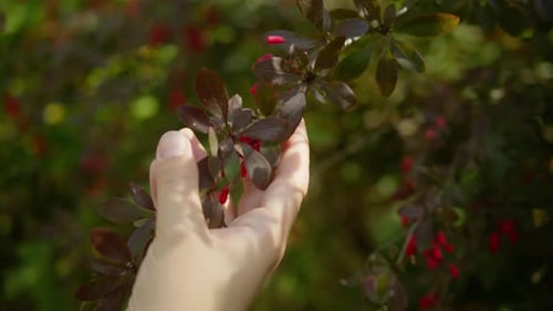 Épine-vinette rouge poussant sur une branche d'arbuste en gros plan Femme prenant à la main des baies d'épine-vinette avec vitamines