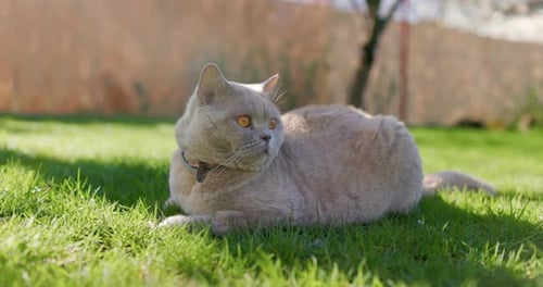 Furry Scottish Cat Close Up in Backyard Garden Gray Furry Cat Outdoor on Lawn