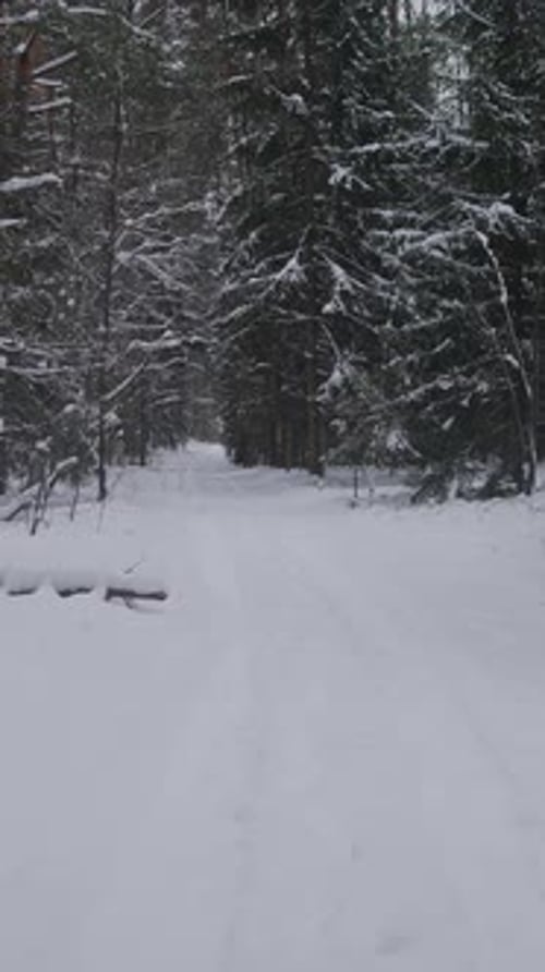 Wintry Woodland Path Frozen Trail Through Evergreen Trees Chilly Route Amid Thick Coniferous Forest