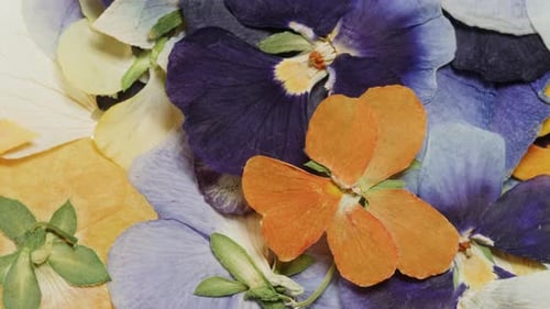 Dried Flower Petals in Purple, Orange, and Yellow