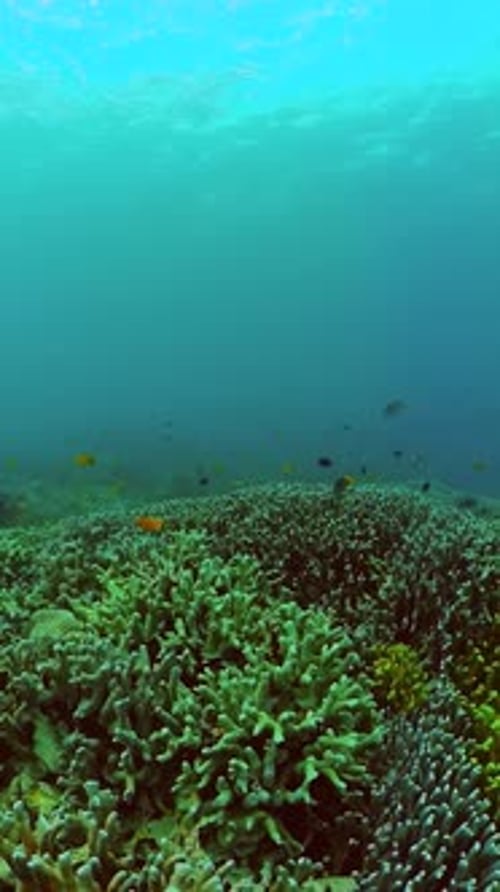 Coral Reef and Marine Fish Underwater World Scene