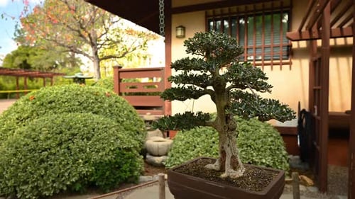 Bonsai Japanese garden pan shot of ornamental bushes and trees.