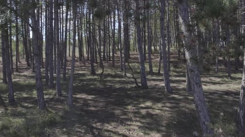 FPV Drone Flight Low and Maneuverable Through an Forest at Sunset