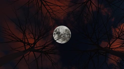 Moon Through The Trees Loop