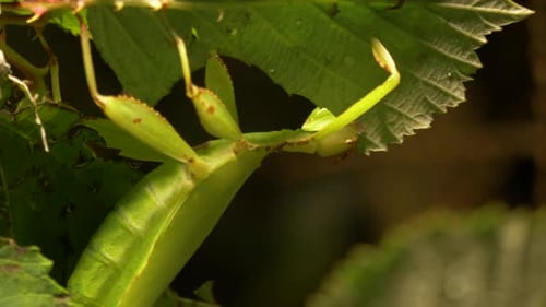 Close-up of a Stick insect (Diapherodes gigantea) feeding on a leaf.