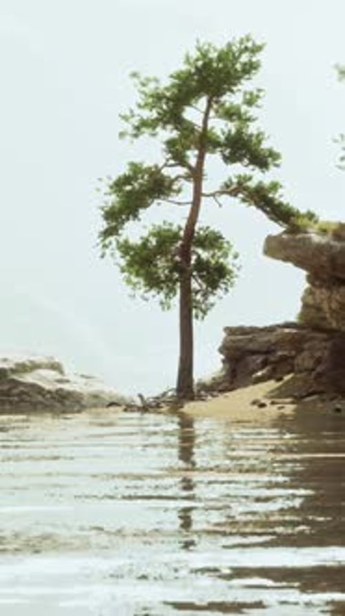 A Body of Water Surrounded By Trees and Rocks