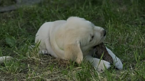 Labrador Puppy in Green Grass