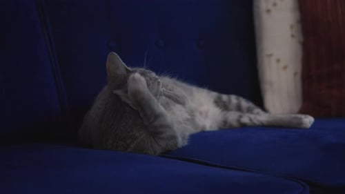 Tabby Cat Lounging and Grooming on Blue Couch