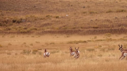 Pronghorn in Yellowstone National Park
